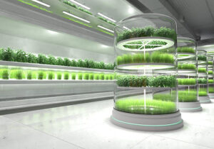 kattha plants - industries we serve